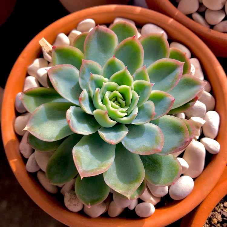 plant image 752924