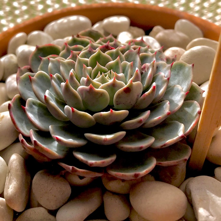 plant image 753479 plant image 753479
