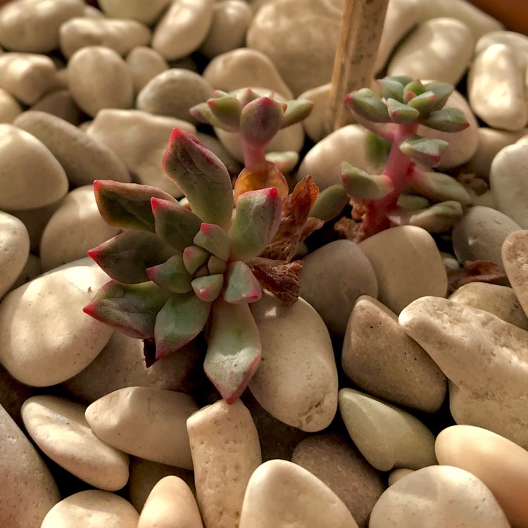 plant image 753764 plant image 753764