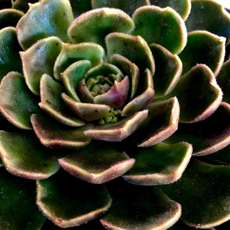plant image 755247 plant image 755247