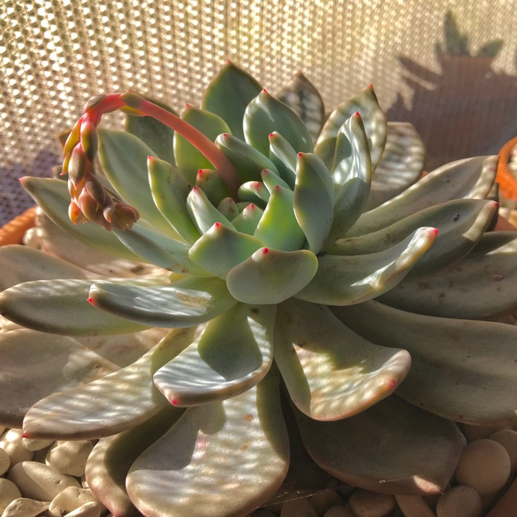 plant image 755253 plant image 755253
