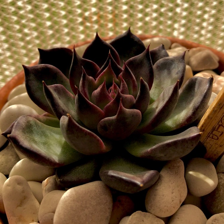 plant image 755435