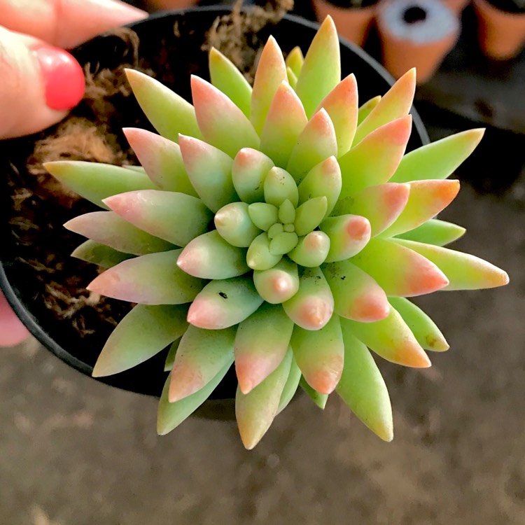 plant image 755471