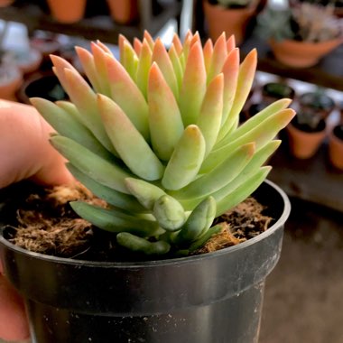xSedeveria Harry Butterfield