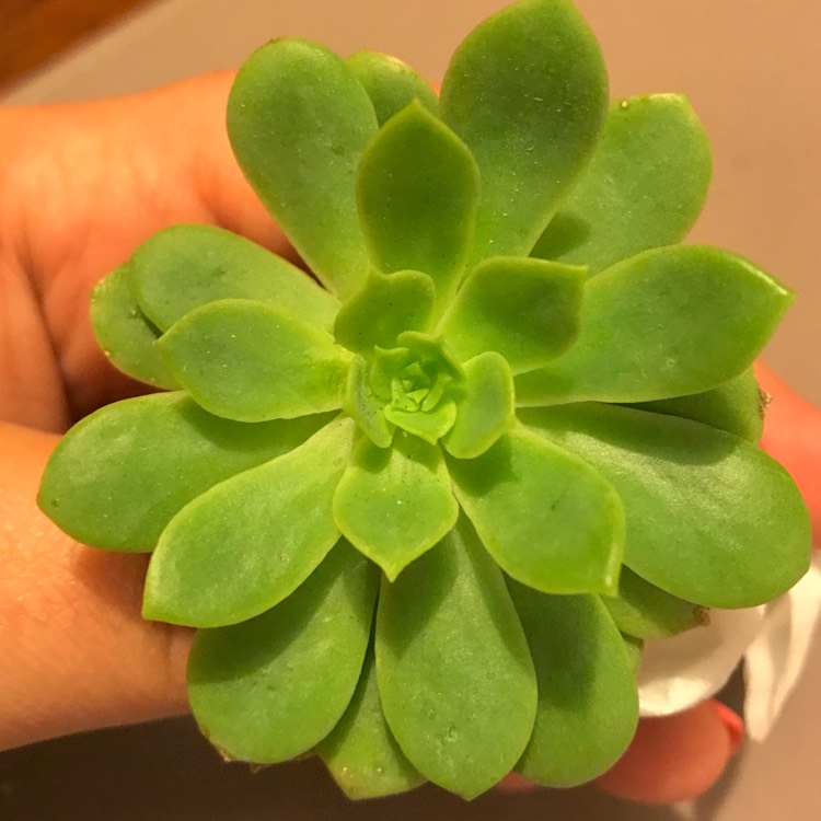 plant image 755524