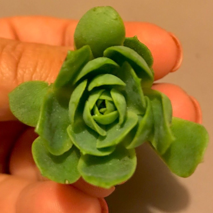 Plant image xSedeveria Green Rose