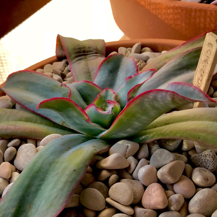 plant image 755535 plant image 755535