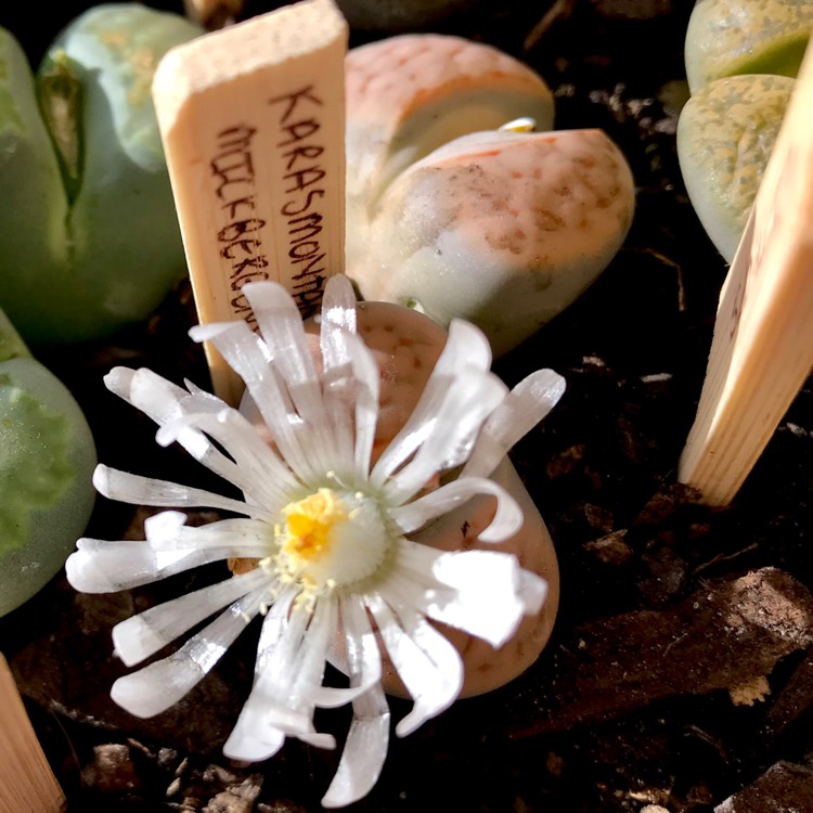 Plant image Lithops Karasmontana Mickbergensis C168