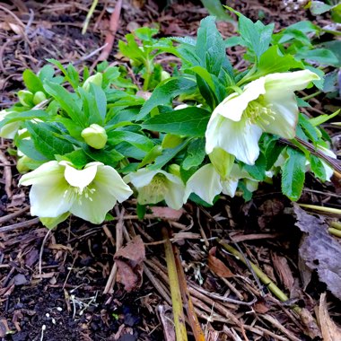 Helleborus