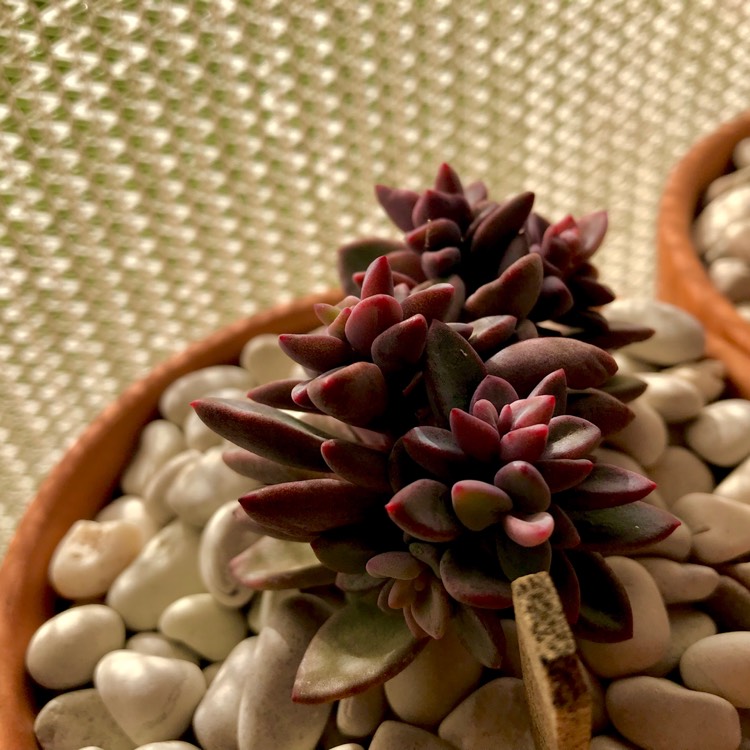 plant image 756389