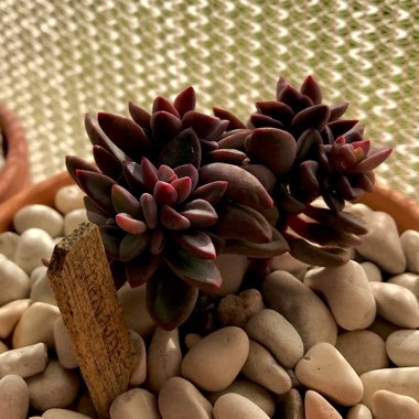 Echeveria Manaudes