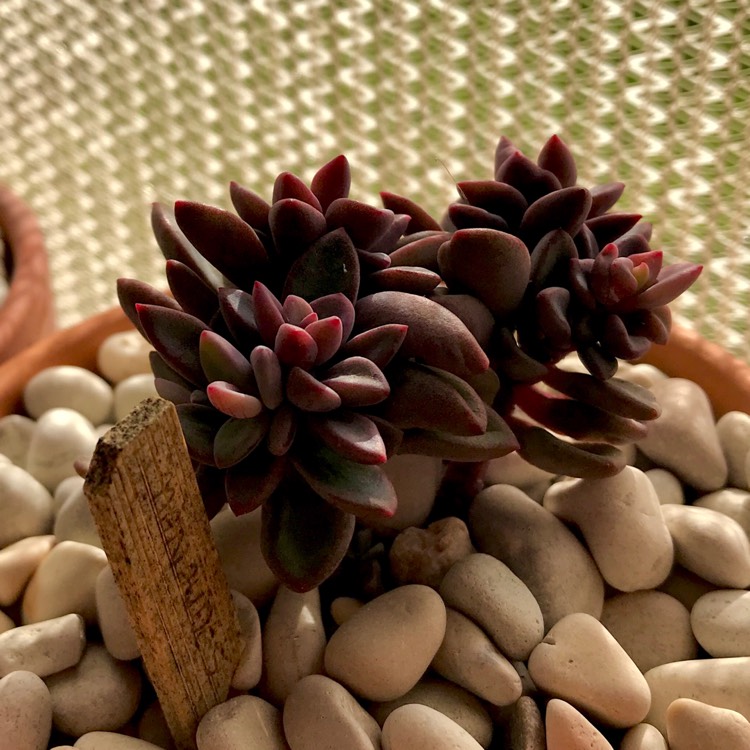 plant image 756391
