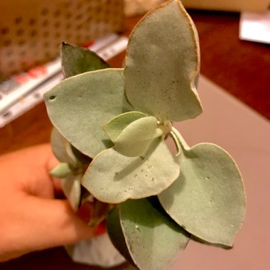 Kalanchoe Bracteata