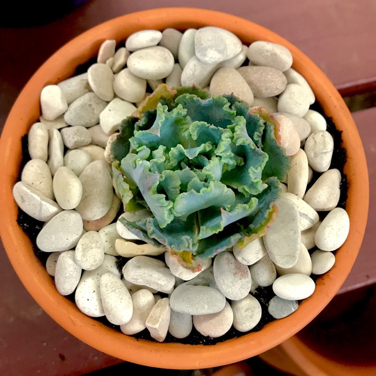 plant image 758072 plant image 758072