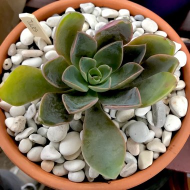 Echeveria Jules