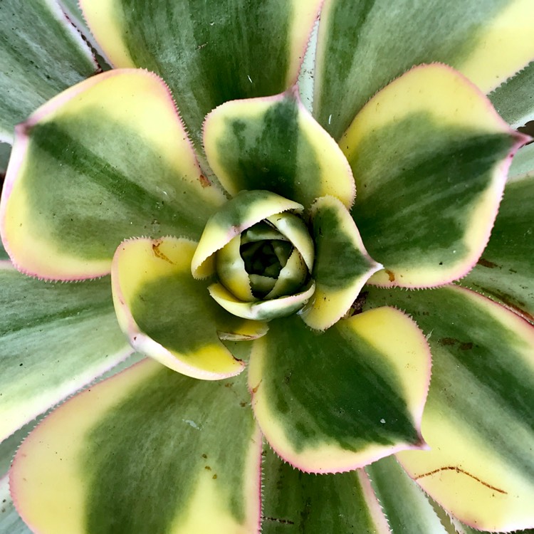 plant image 759927
