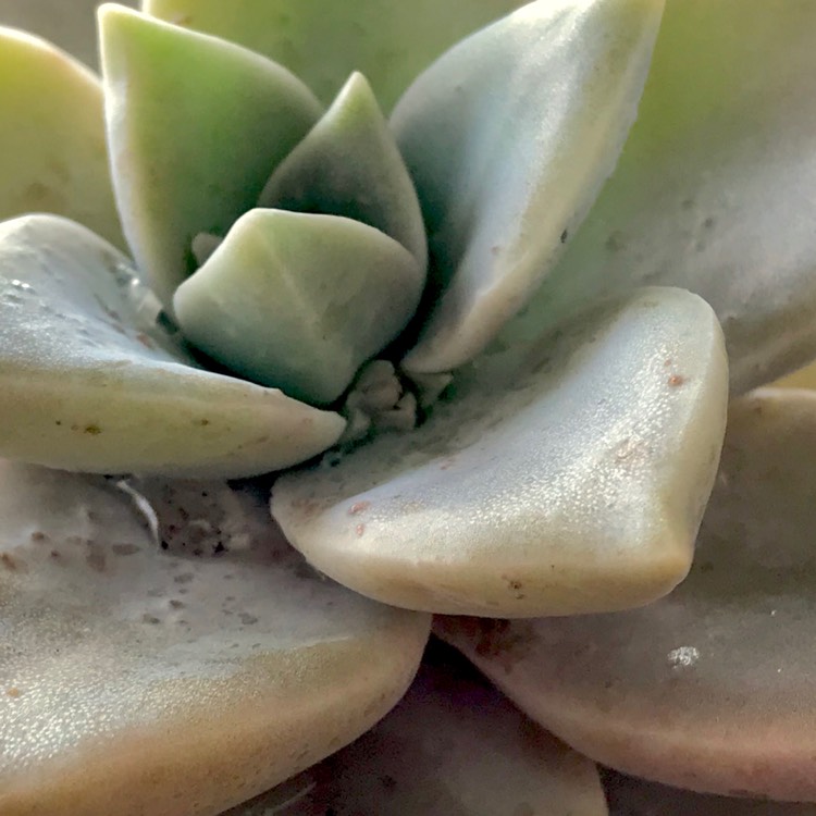 plant image 760568 plant image 760568