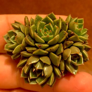 xGraptoveria Olivia