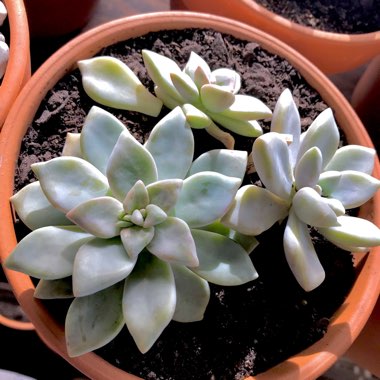 Graptopetalum Tricolour