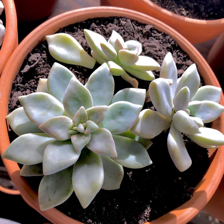 Plant image Graptopetalum Tricolour
