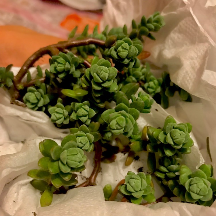 plant image 763854