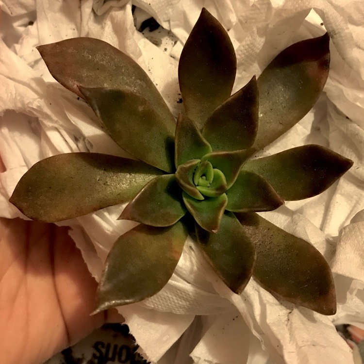 Plant image Echeveria Alfred Graf