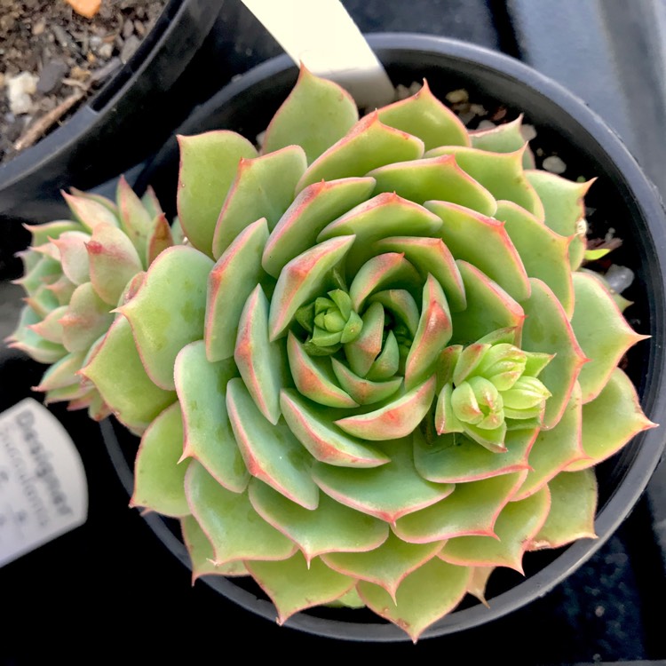 Plant image Echeveria Ramillete