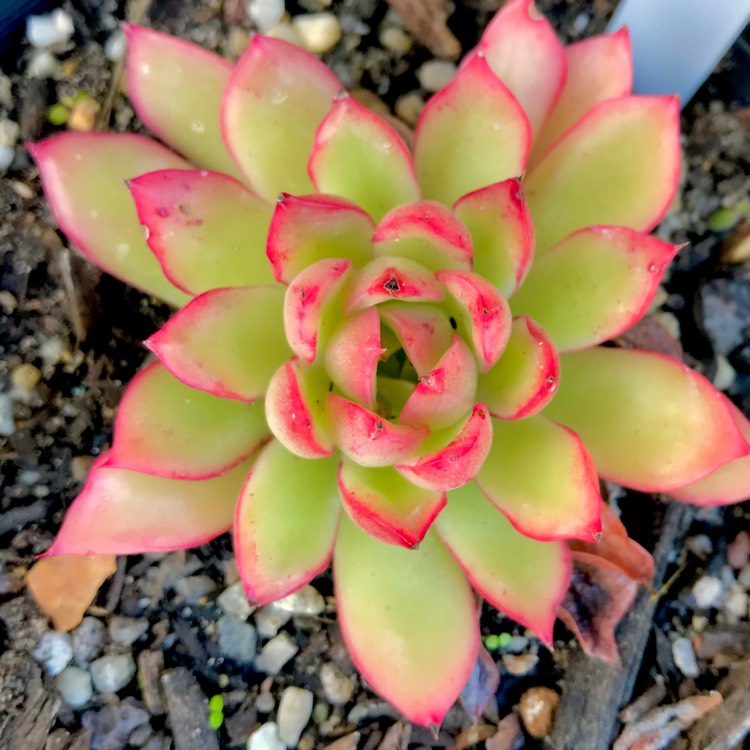 Plant image Echeveria Yamatoren