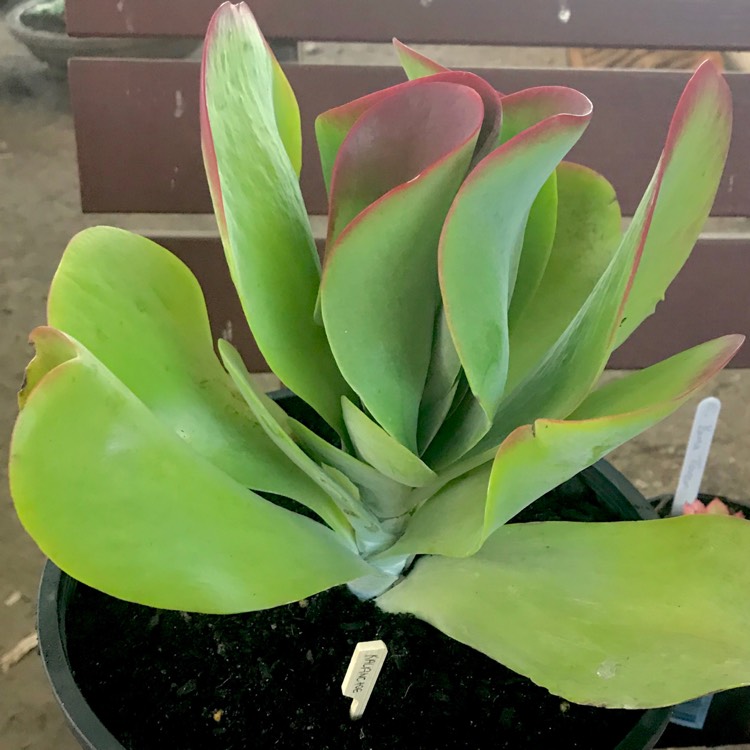 plant image 767346 plant image 767346