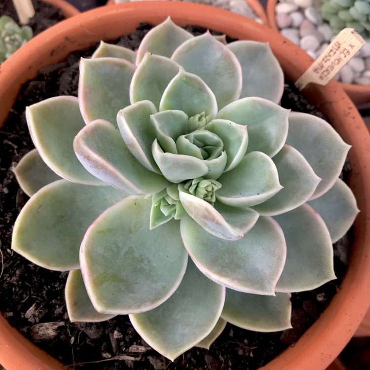 plant image 767688 plant image 767688