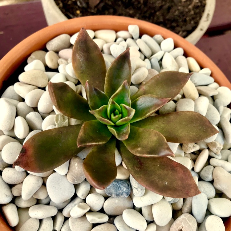 plant image 767750