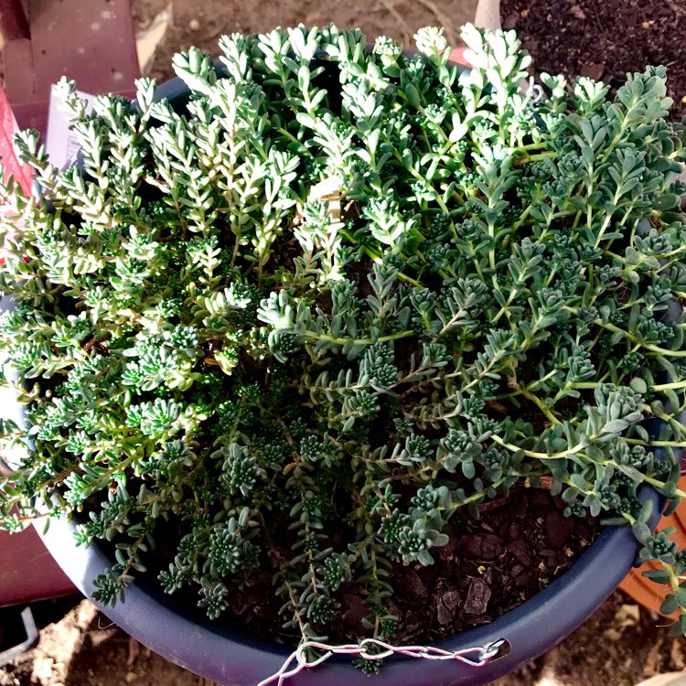 plant image 767763