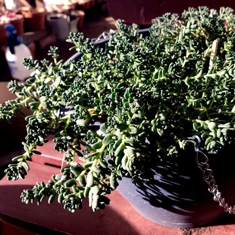 plant image 767767