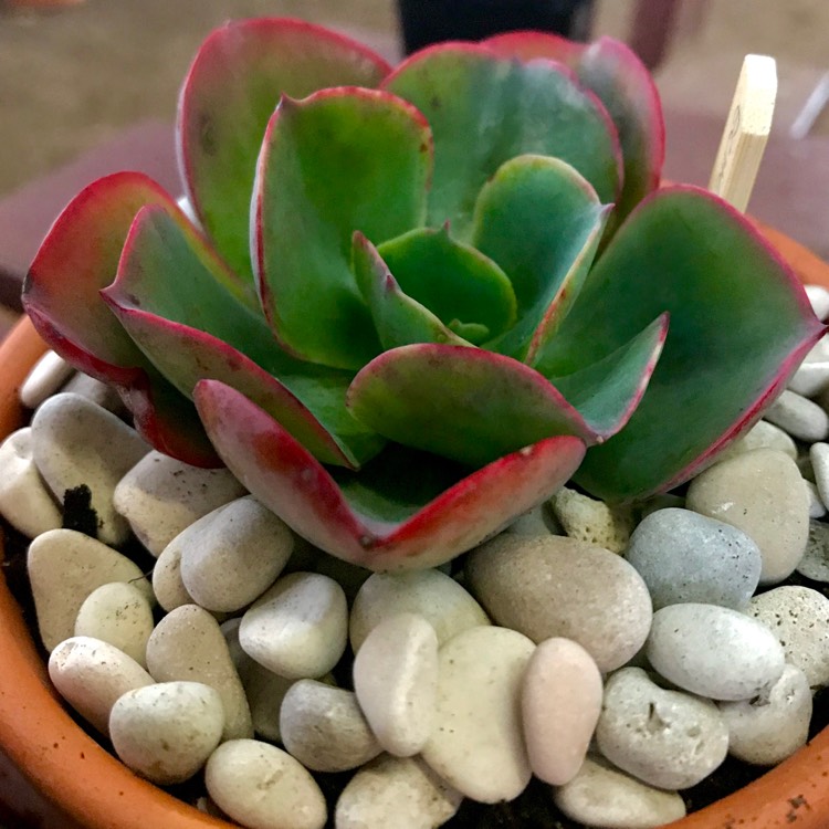 plant image 767913