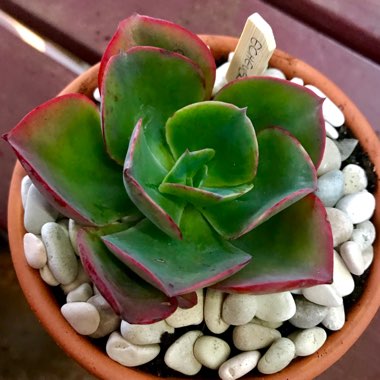 Echeveria Capri