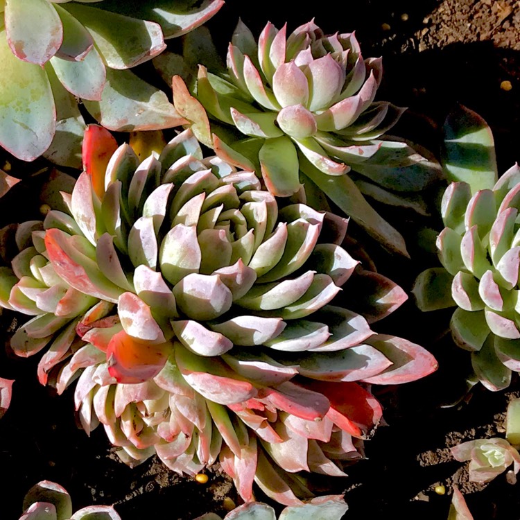 plant image 768885 plant image 768885
