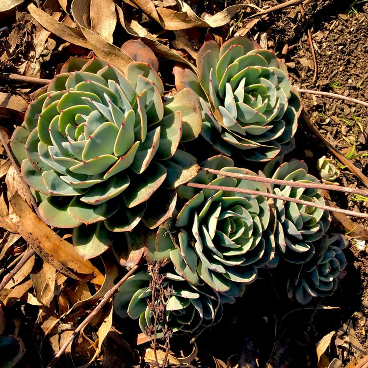 plant image 768892