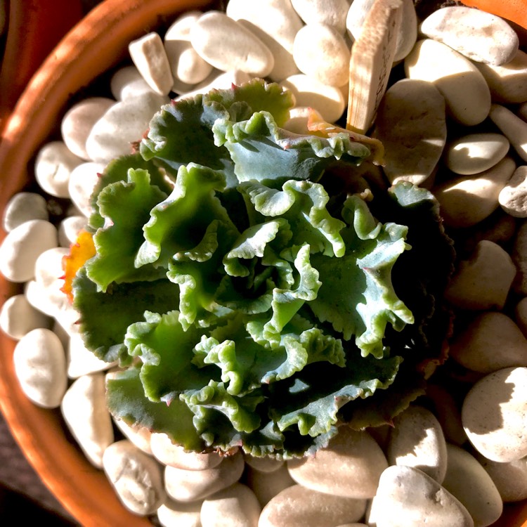 Plant image Echeveria Shaviana Truffles