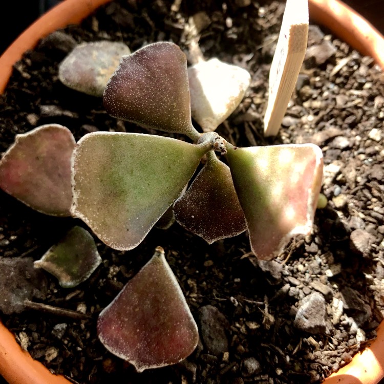 Plant image Kalanchoe rhombopilosa var. rhombopilosa