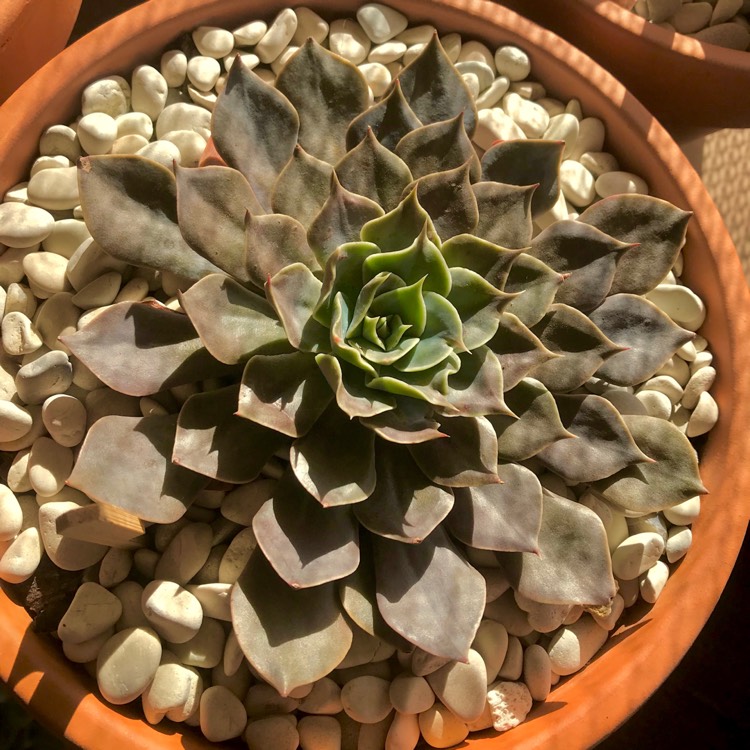 plant image 769783 plant image 769783