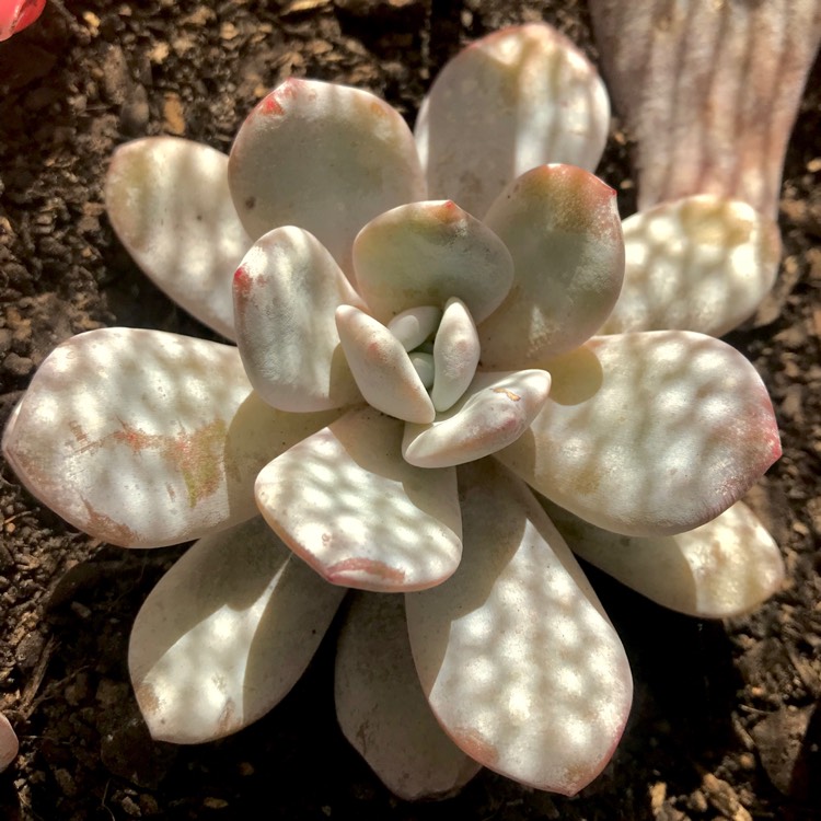 plant image 770143 plant image 770143