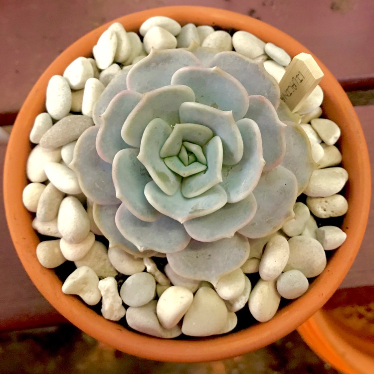 Plant image Echeveria Lilacina
