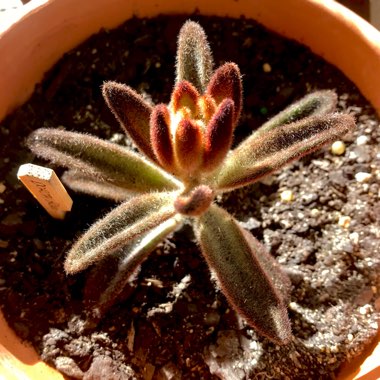 Kalanchoe Tomentosa 'Dorothy Brown'