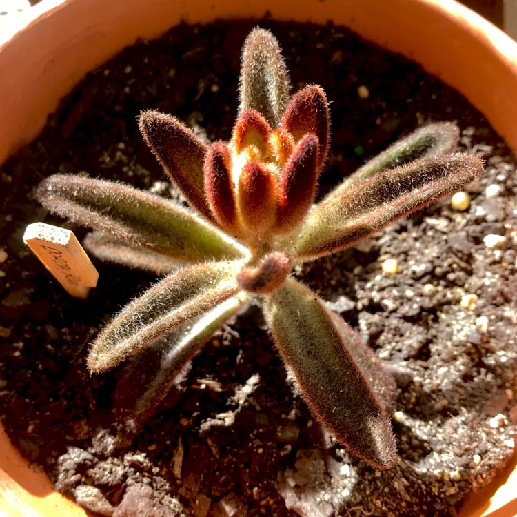 plant image 770207