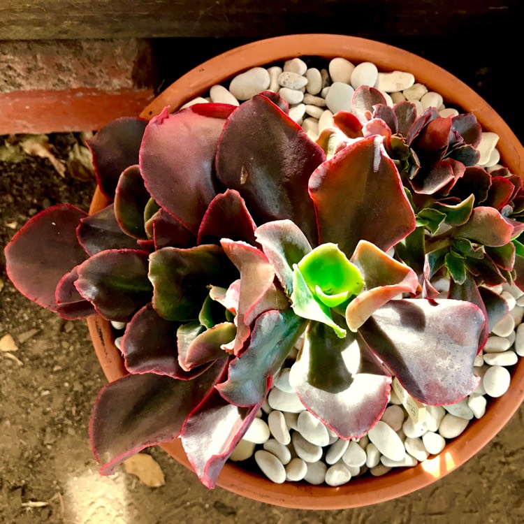 plant image 770274