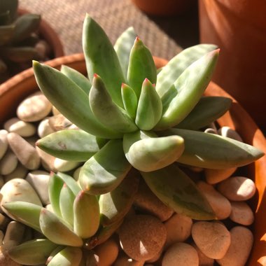 x Pachyveria