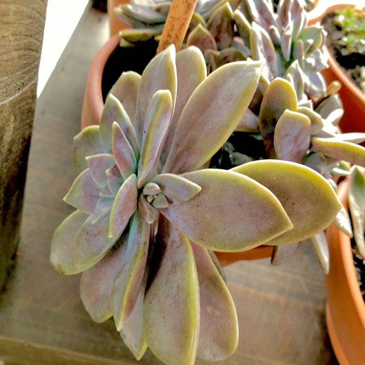 plant image 771592 plant image 771592