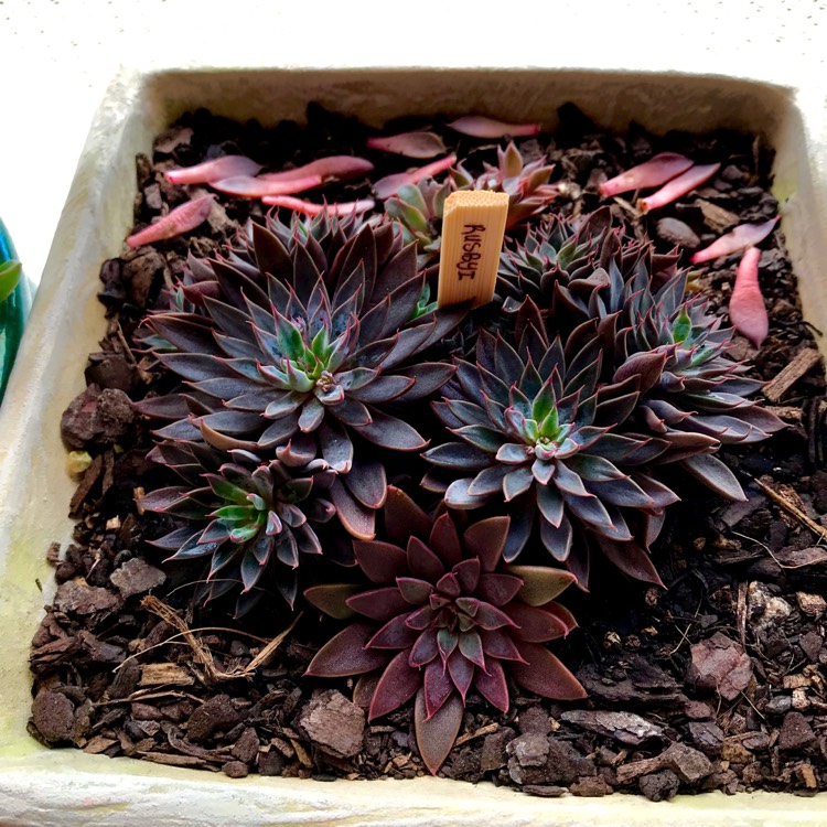 plant image 771594 plant image 771594