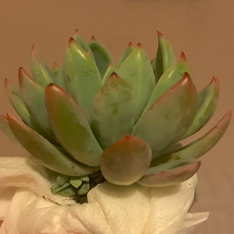 plant image 771612 plant image 771612