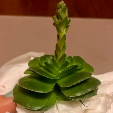 Crassula 'Roger Jones'